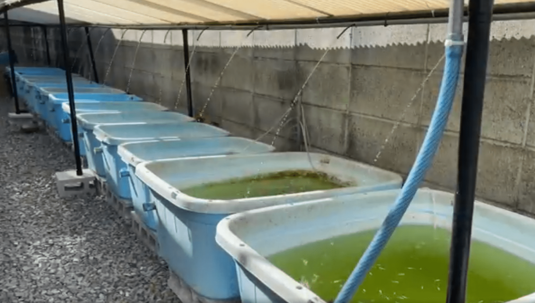 まとめてメダカ容器を水換えする方法（OF式一括足し水）